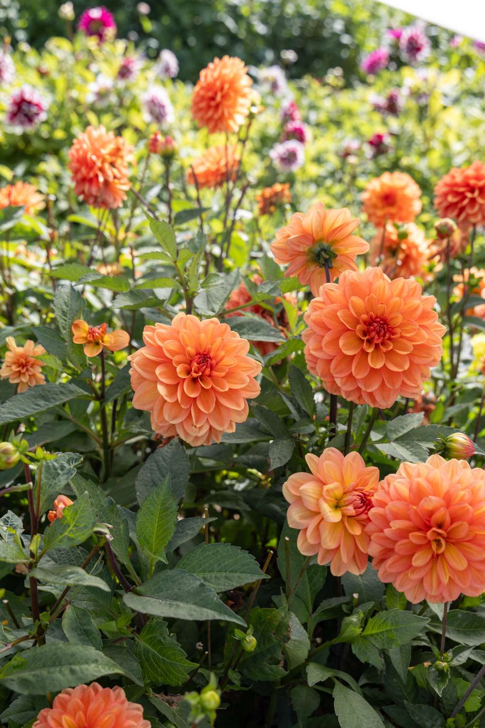 Dahlia 'Go Go Peach'